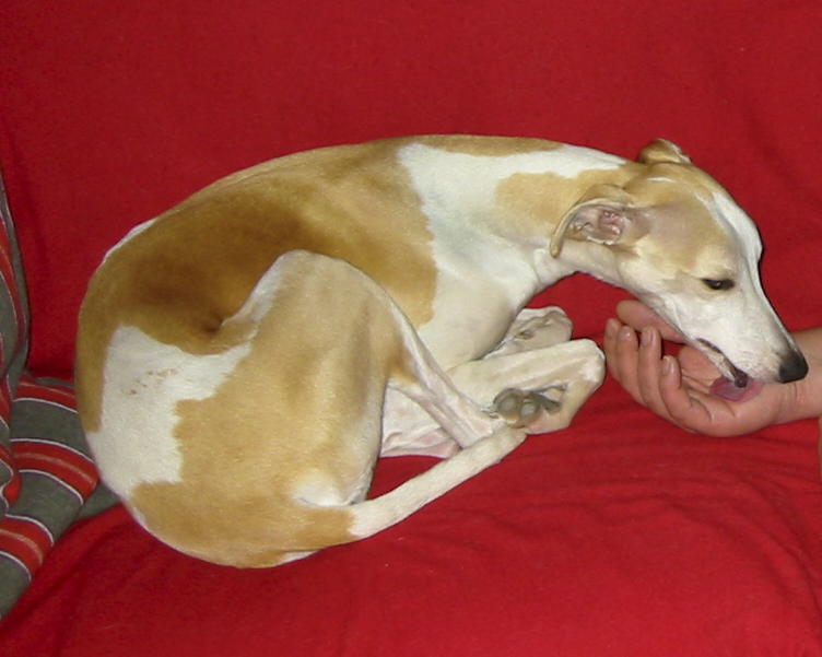 Vacker whippet